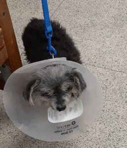 Picture of Pewe the dog in a E-Collar after being found and adopted from a shelter.